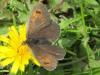 Erebia cassioides